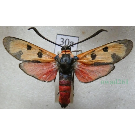Zygaena laeta (Hübner, 1790) Czech30a